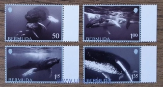 BERMUDY ** velryby, NOVINKA R. 2025