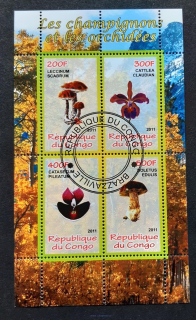 Kongo, houby, orchideje, aršík