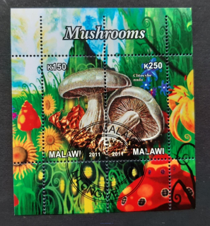 Malawi, raz. aršík, houby, flóra, r. 2011